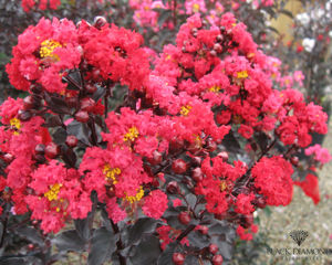 Obraz Lagerstroemia